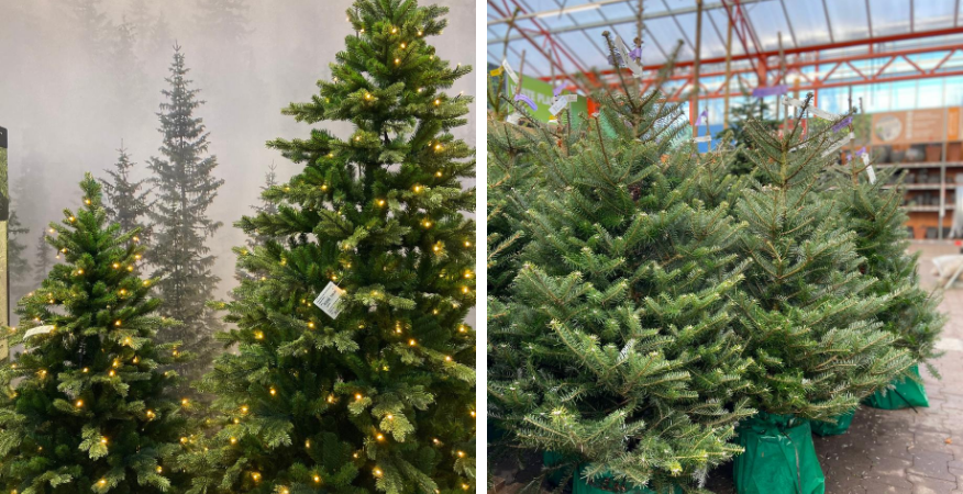 Echte Kerstboom Kopen? | Tuincentrum De Boet